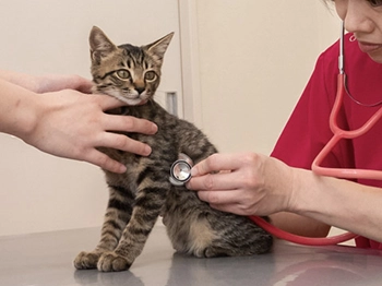 猫に聴診器を当てる動物看護師