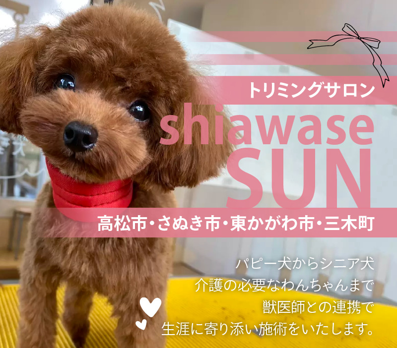 トリミングサロンshiawase-sun
高松市・さぬき市・東かがわ市・三木町
パピー犬からシニア犬、介護の必要なわんちゃんまで
獣医師との連携で
生涯に寄り添い施術をいたします。